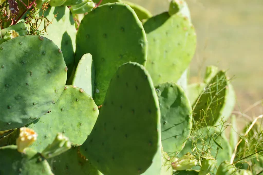 Vibrant Green Cactus: A Textured Exploration of Nature's Flora