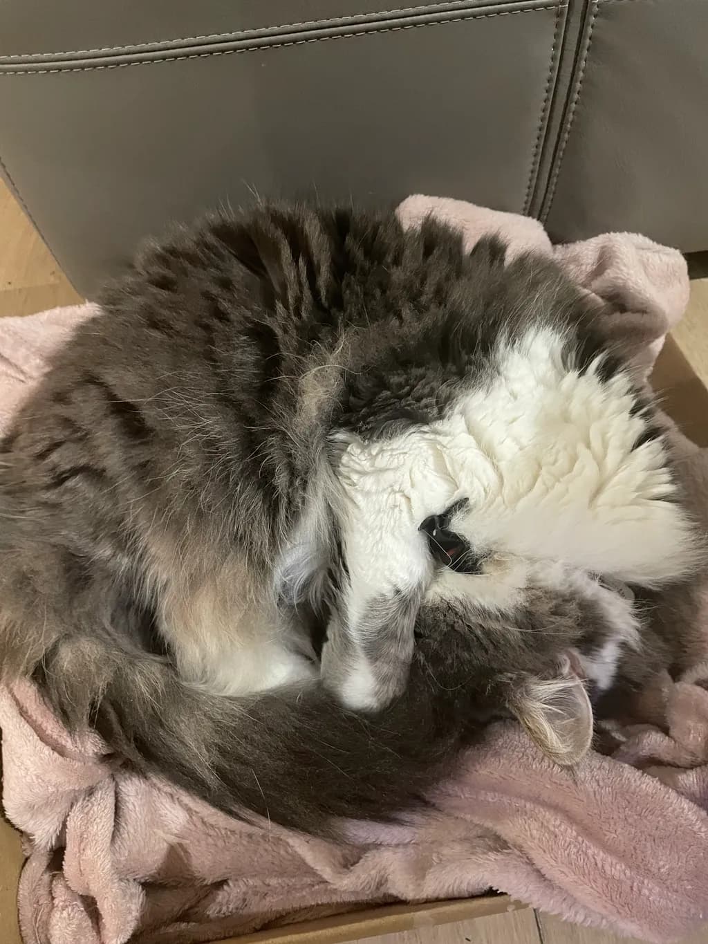 Cozy Curled Bliss: A Soft and Fluffy Cat's Serene Nap