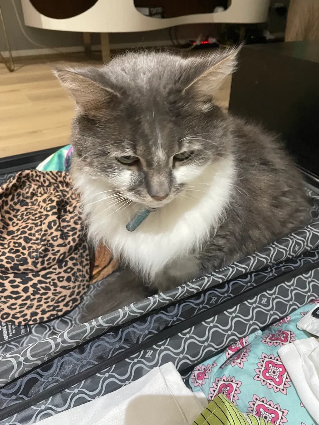 Whiskered Wanderer: A Cozy Cat's Adventure in a Suitcase