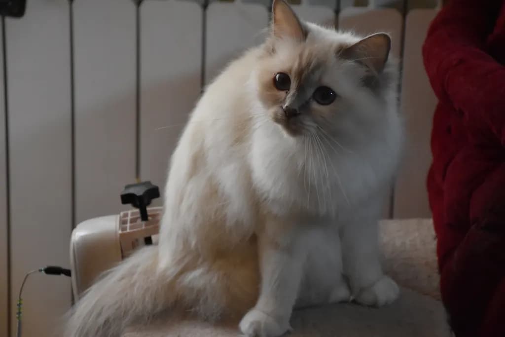 Whiskered Wonder: The Fluffy Curiosity of a Domestic Cat