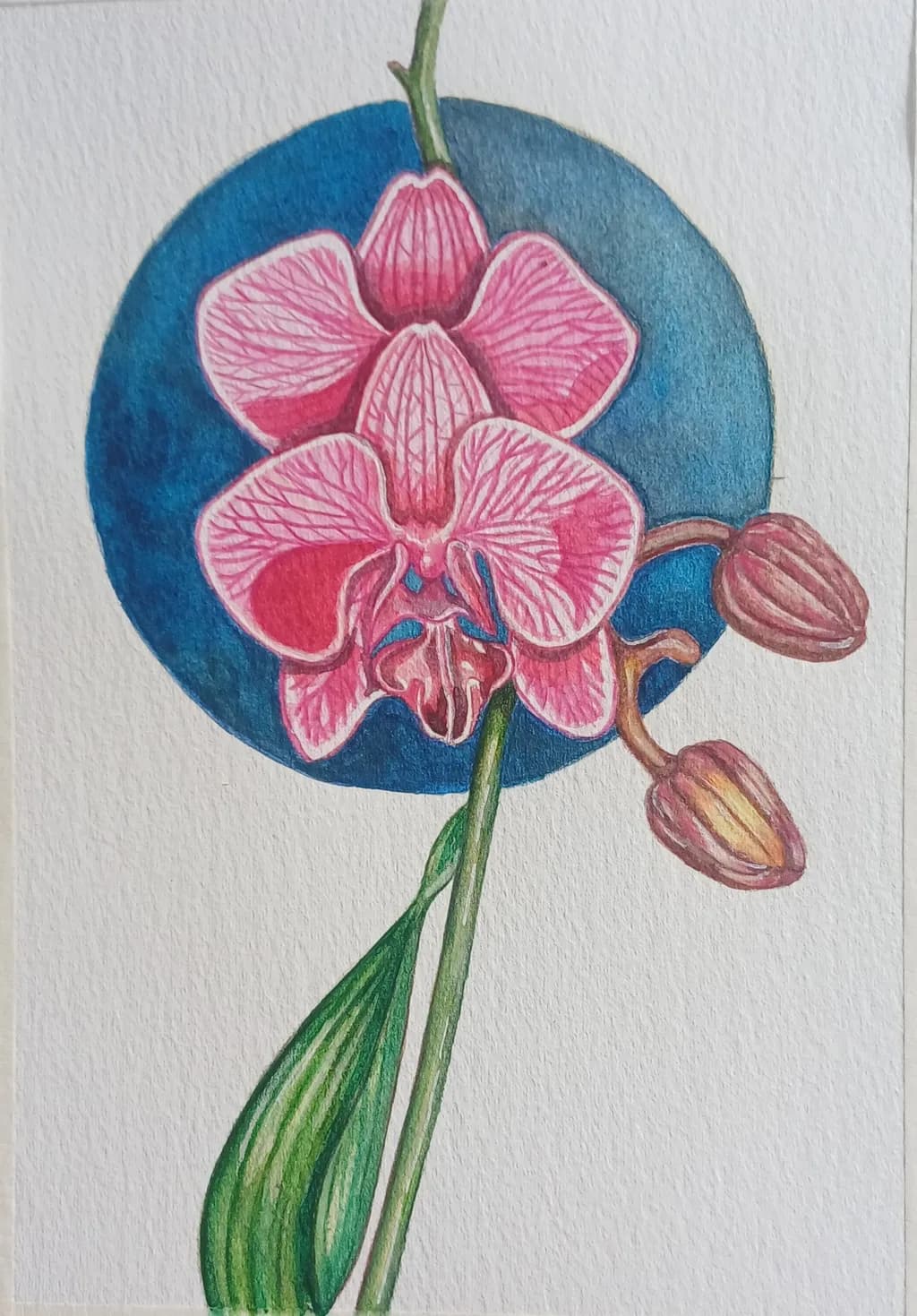 Orchid Bloom
