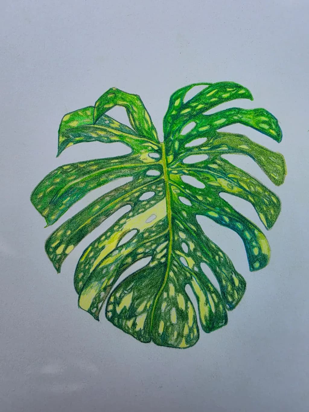 Monstera Leaf Study