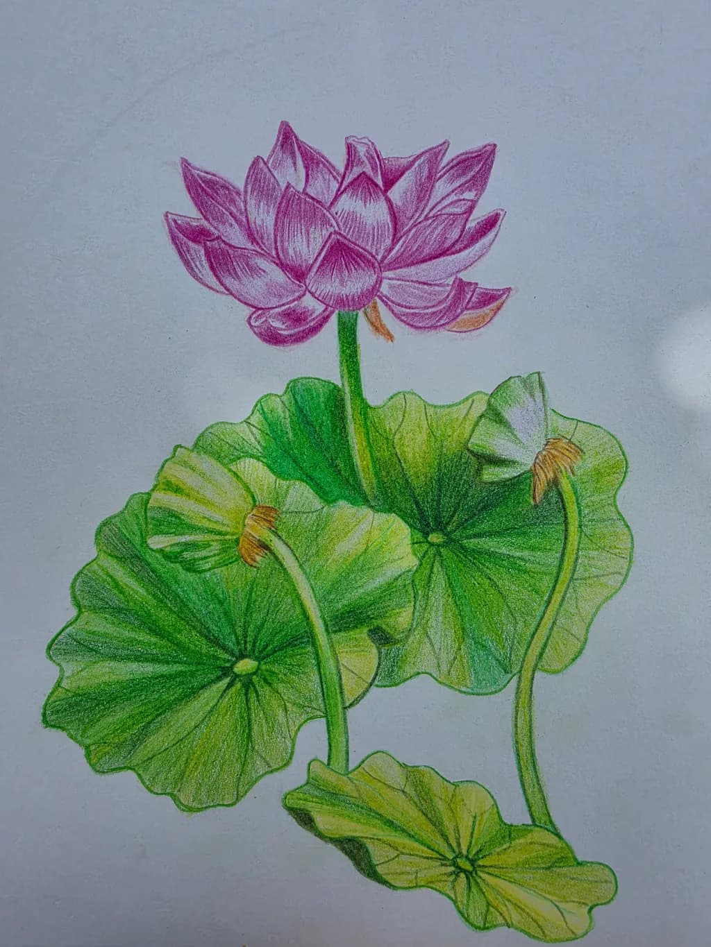 Pink Lotus Study