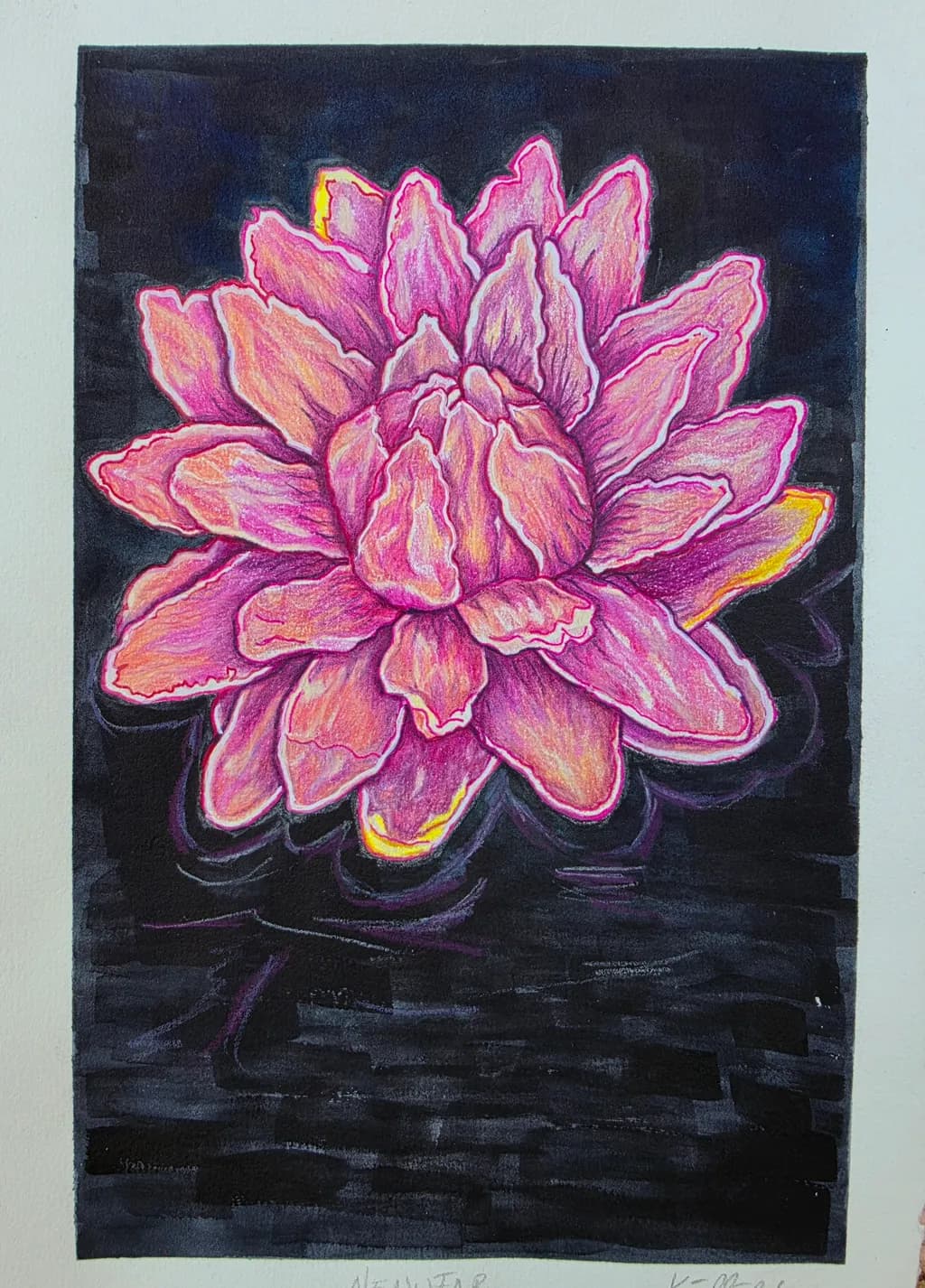 Pink Lotus Study