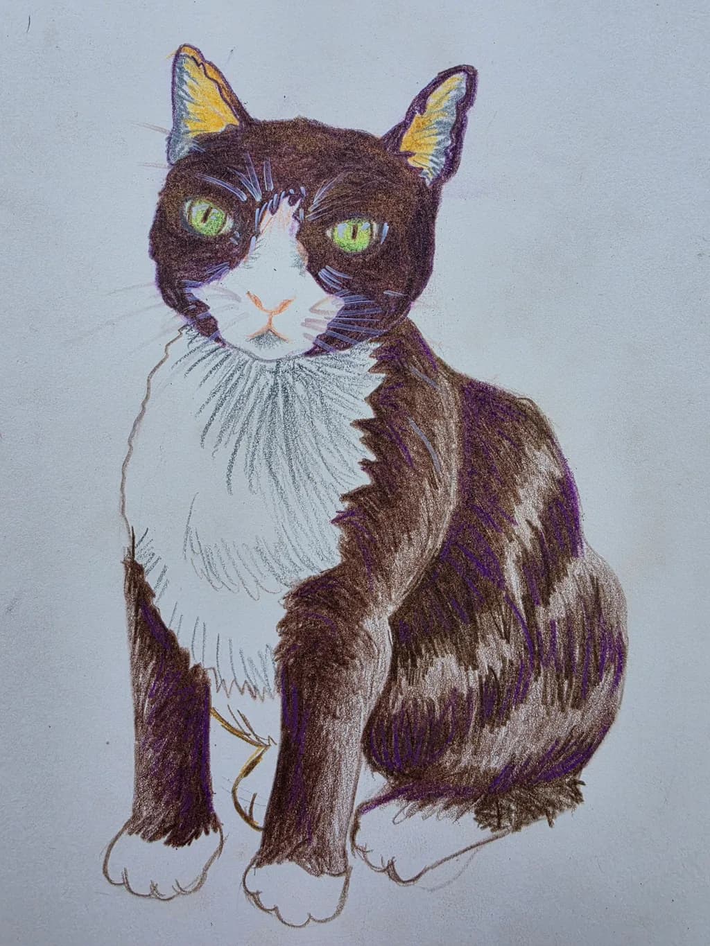 Tuxedo Cat Portrait