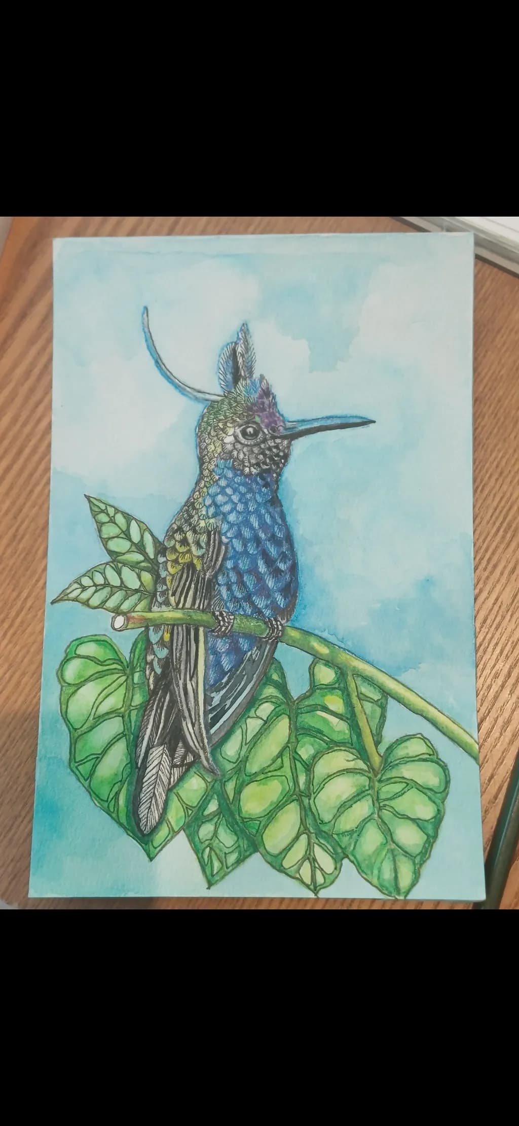 Tropical Hummingbird
