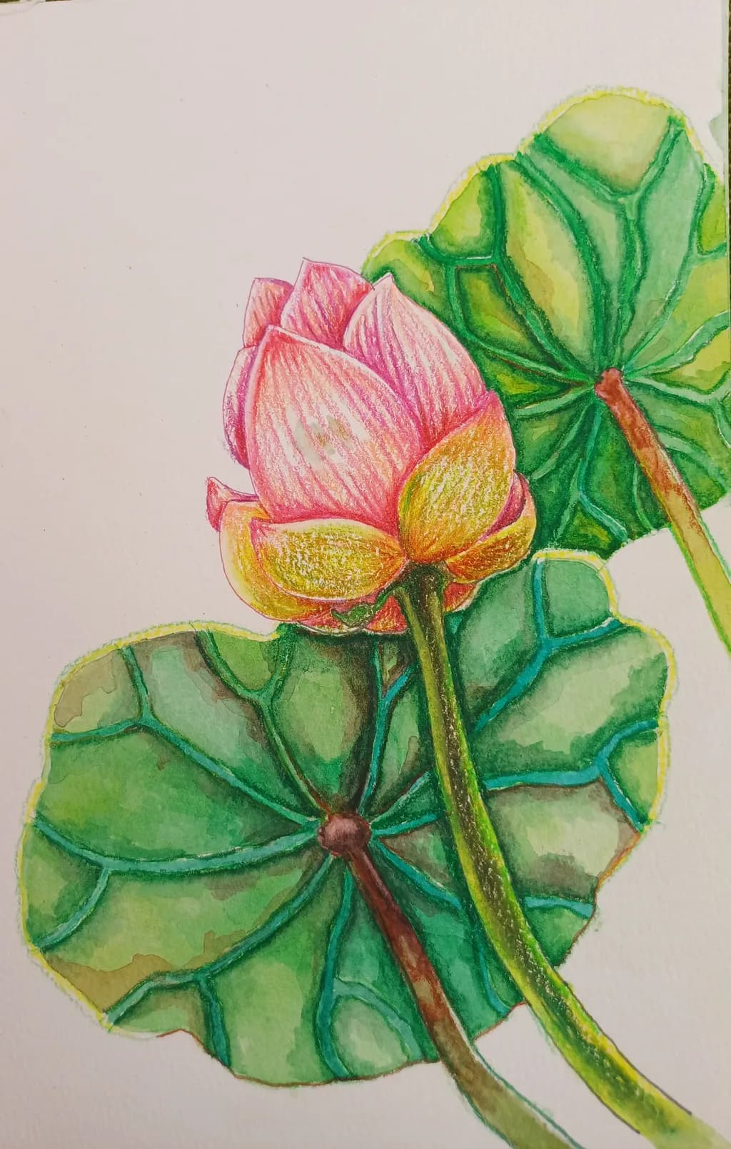 Lotus Bloom