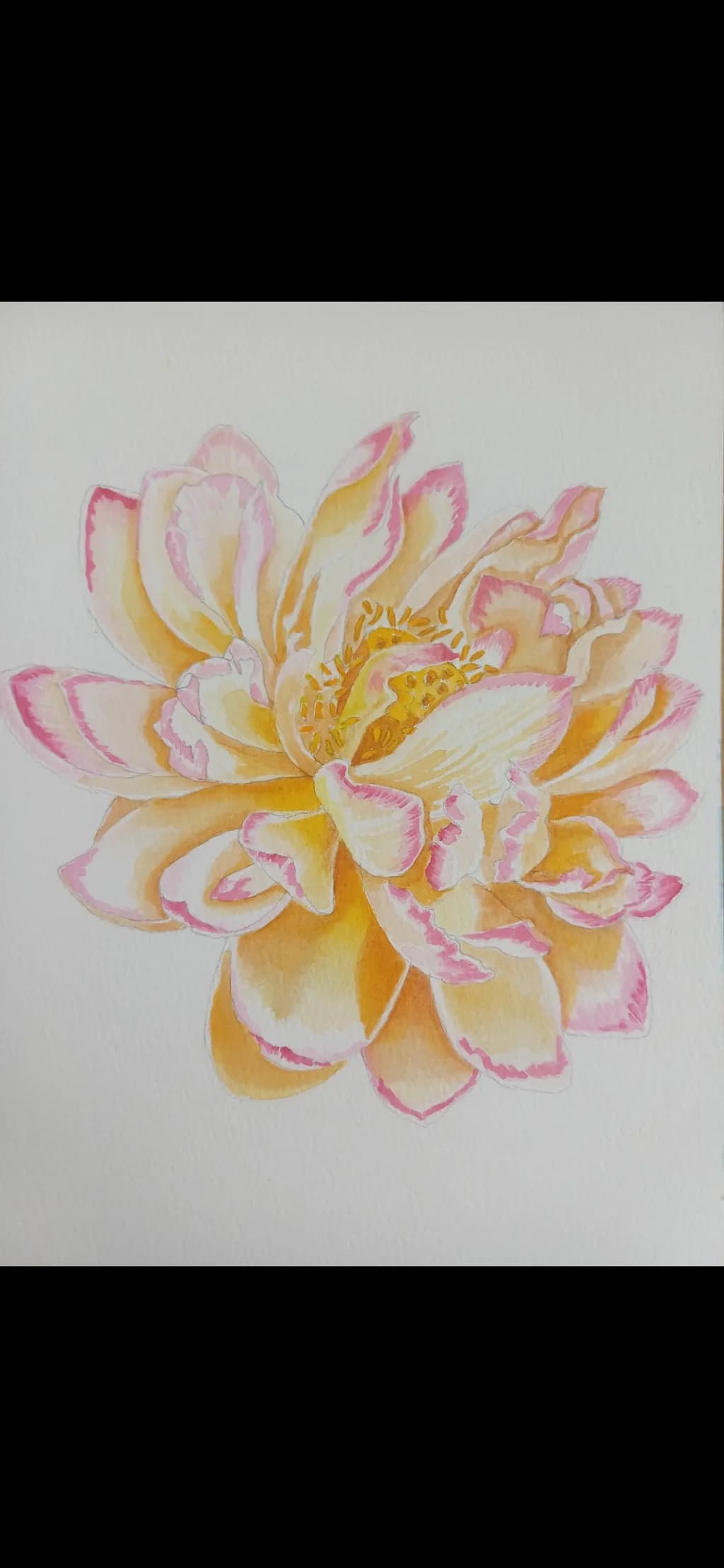 Blush Peony