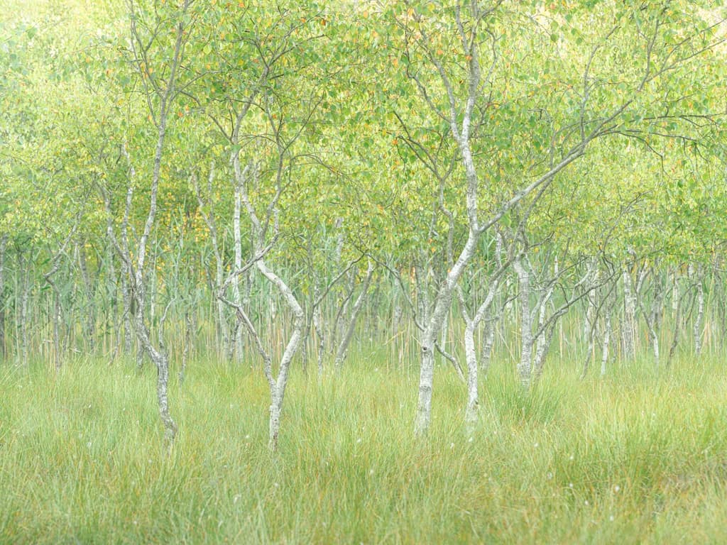 Whispers of Green: A Serene Forest Embrace
