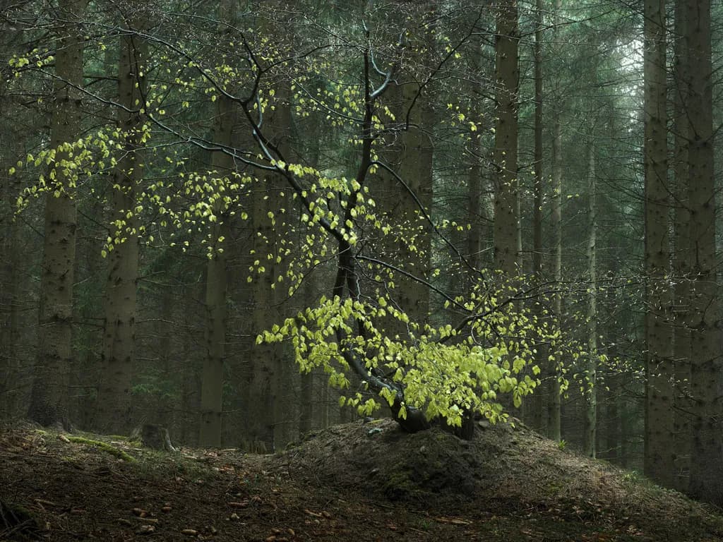 Whispers of Green: A Solitary Tree in the Enchanted Forest