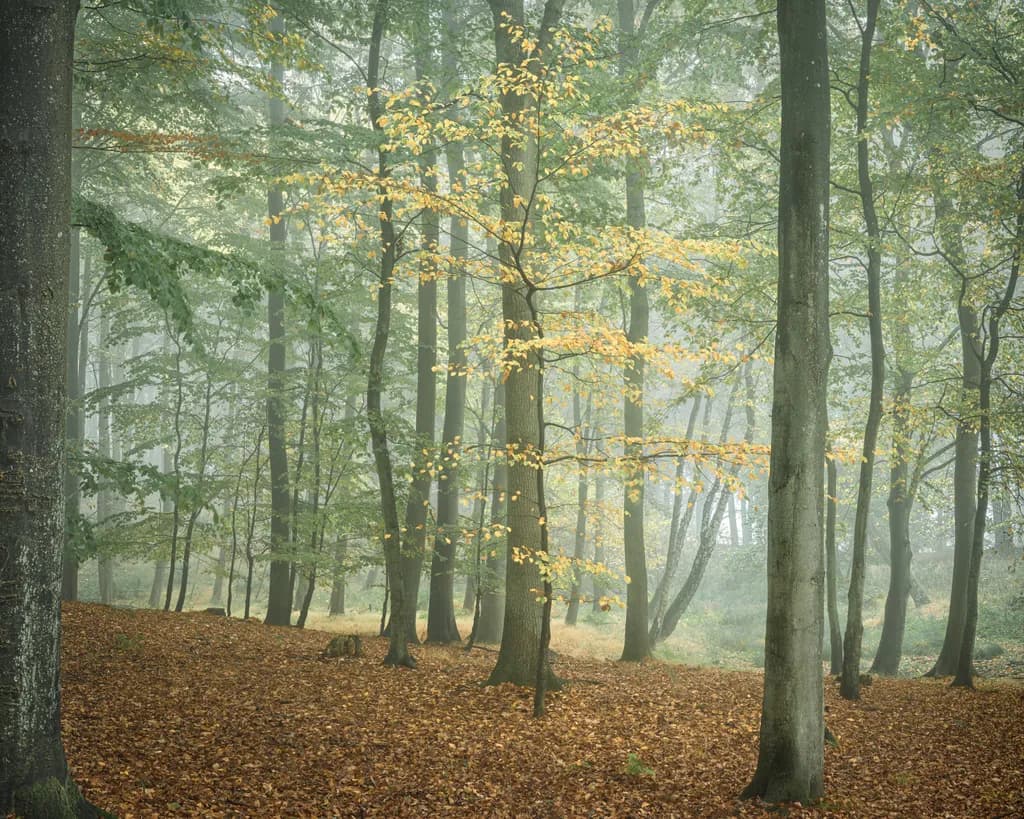 Whispers of Autumn: A Misty Forest Embrace
