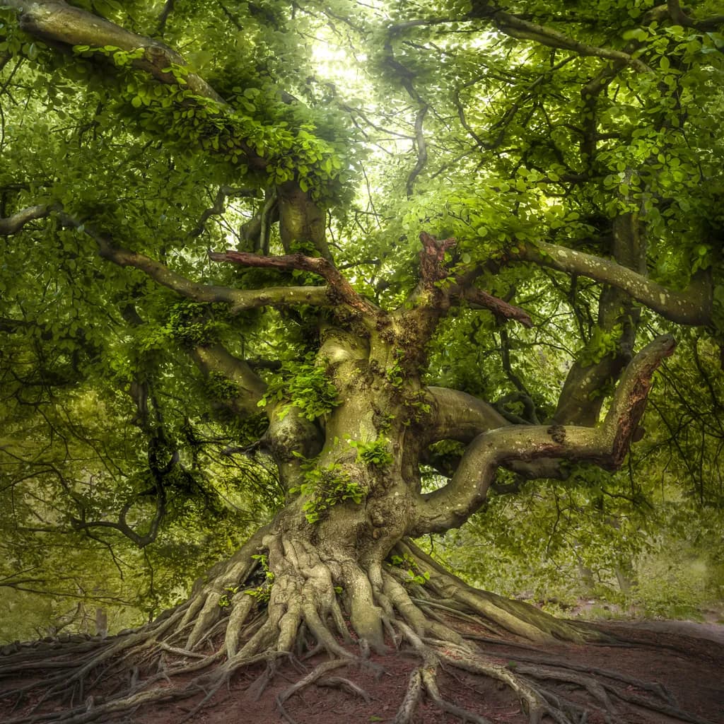 Whispers of the Ancient Grove: A Majestic Tree's Embrace in Nature's Heart