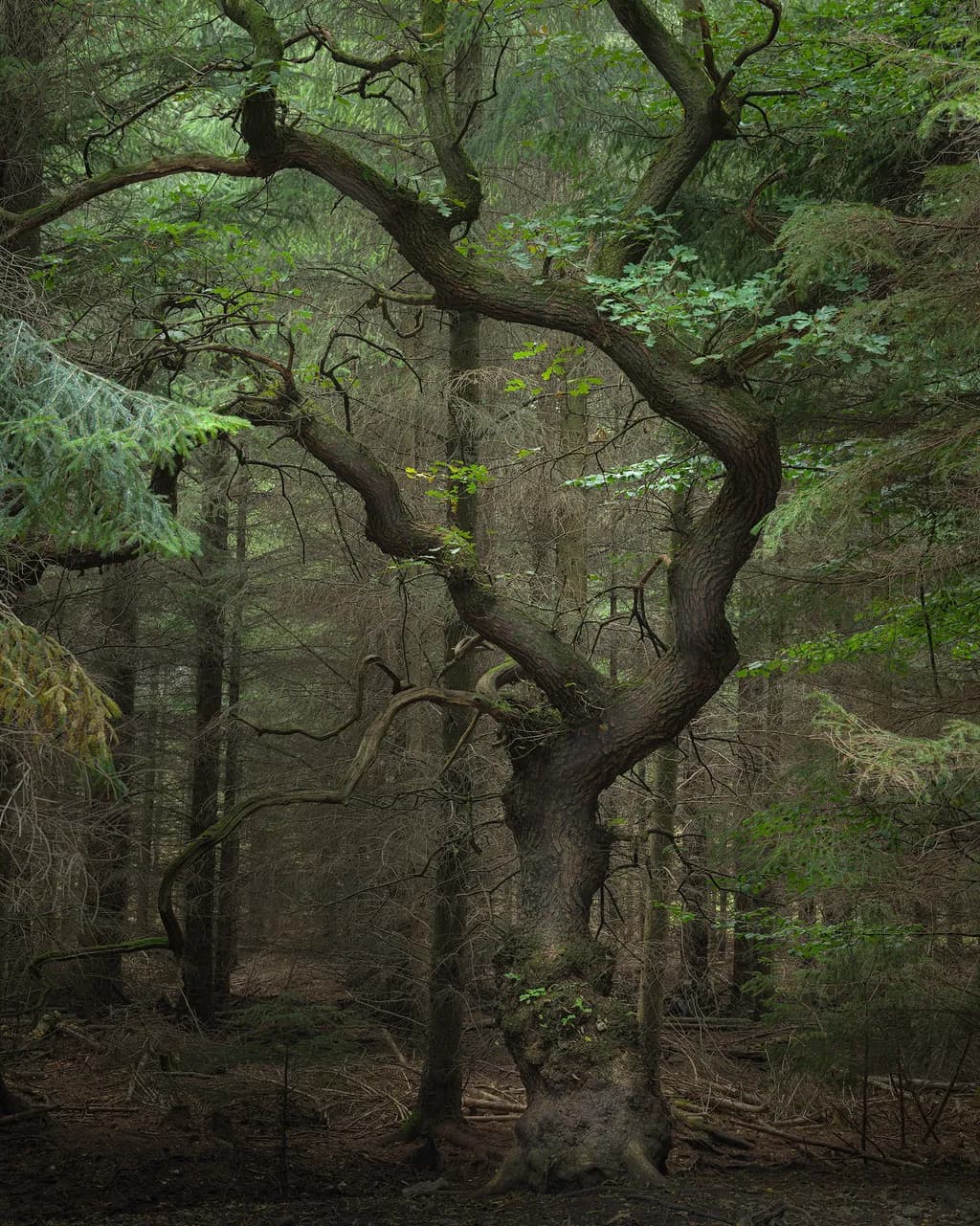 Whispers of the Ancient Grove: A Majestic Tree in Enchanted Forest Shadows