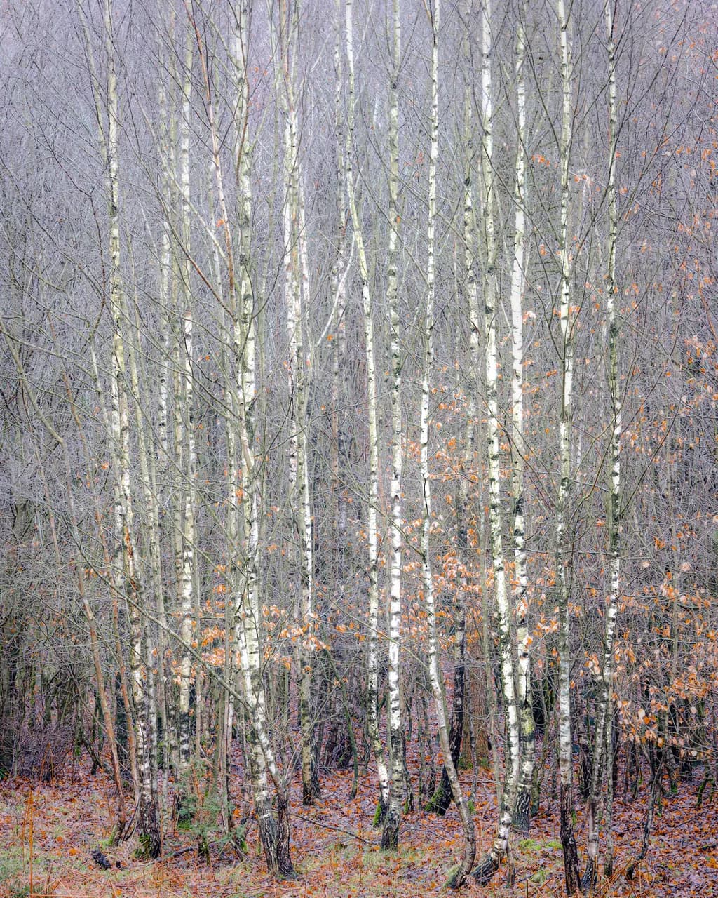 Whispers of Autumn: A Serene Birch Grove in Transition