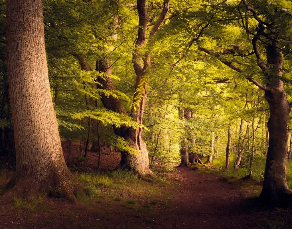 Whispers of the Enchanted Forest: A Serene Path Through Lush Greenery
