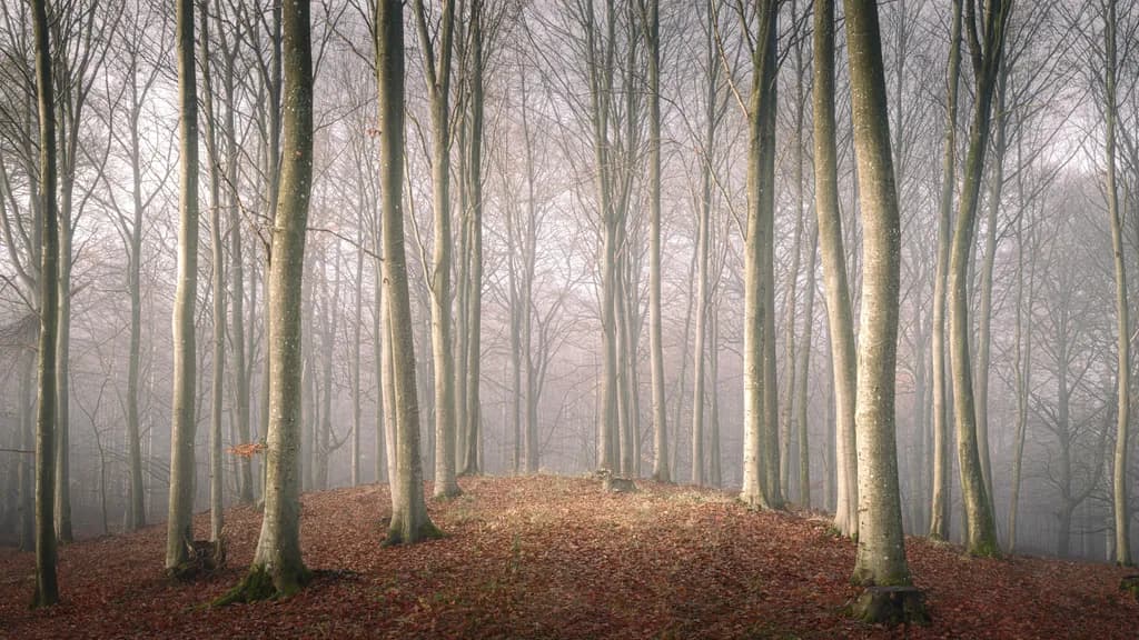 Whispers of the Mist: A Serene Forest Awakening