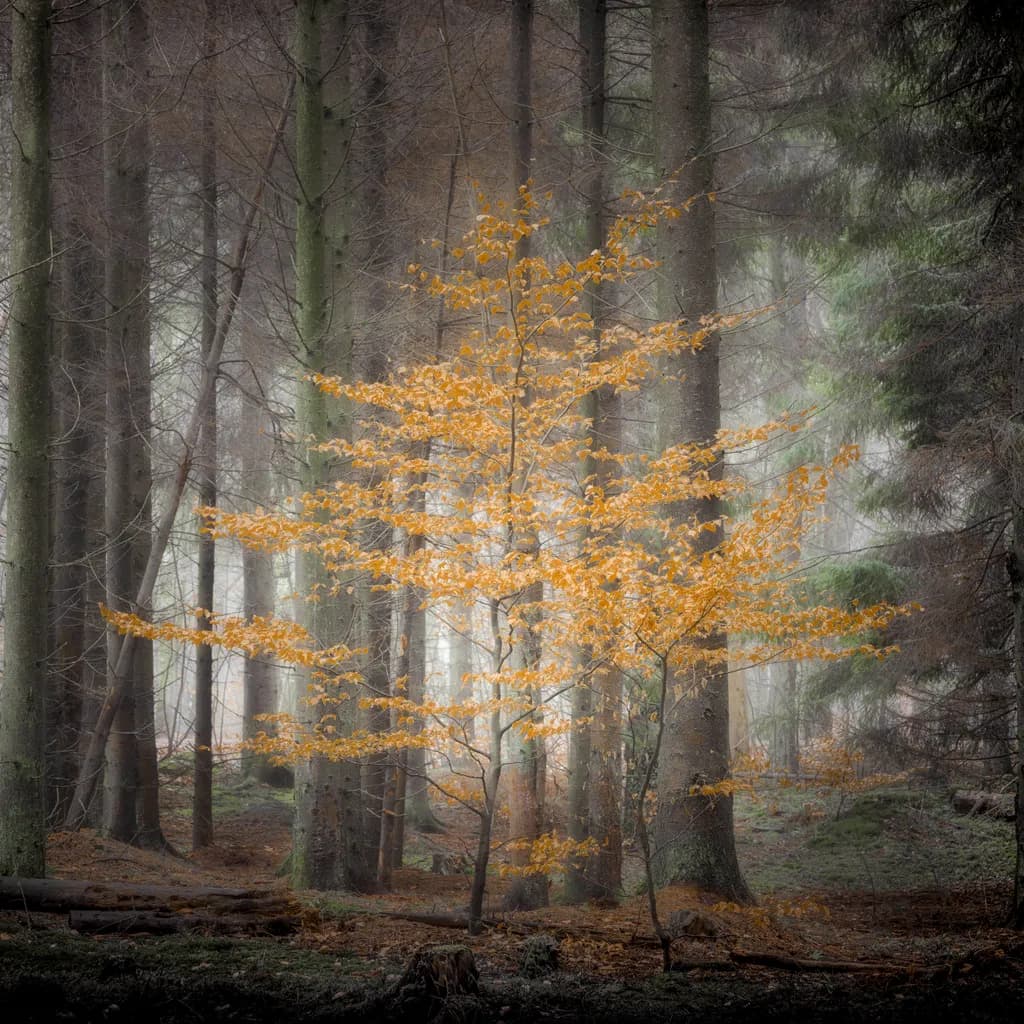 Whispers of Autumn: A Golden Tree Amidst the Misty Forest