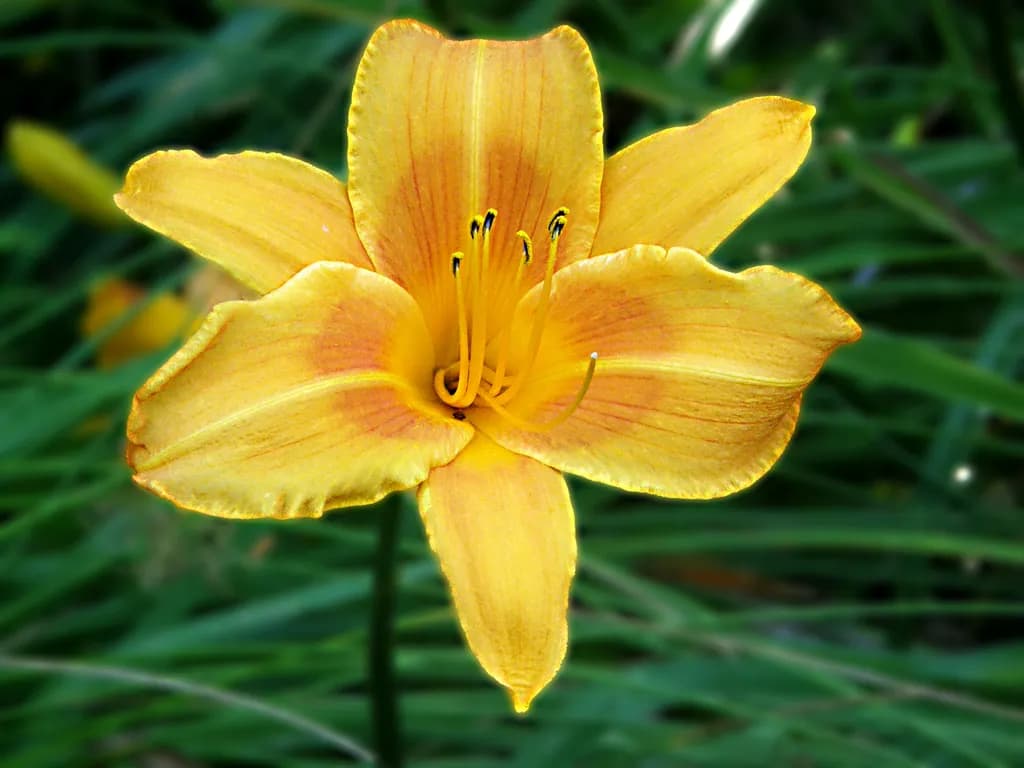 Golden Blossom