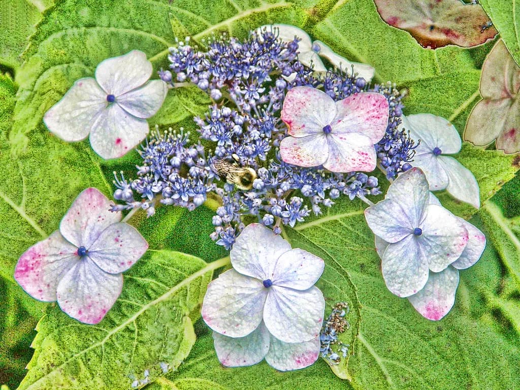 Floral Harmony