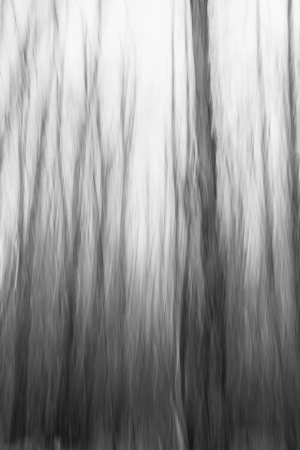 Whispers of the Forgotten Forest: A Dance of Shadows and Light