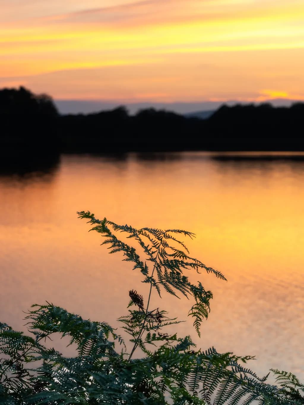 Fern by Sunset Water