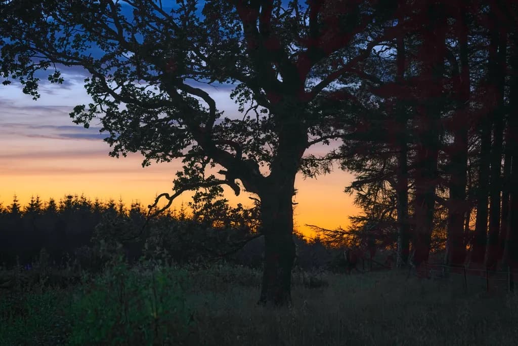 Forest Sunset Silhouette