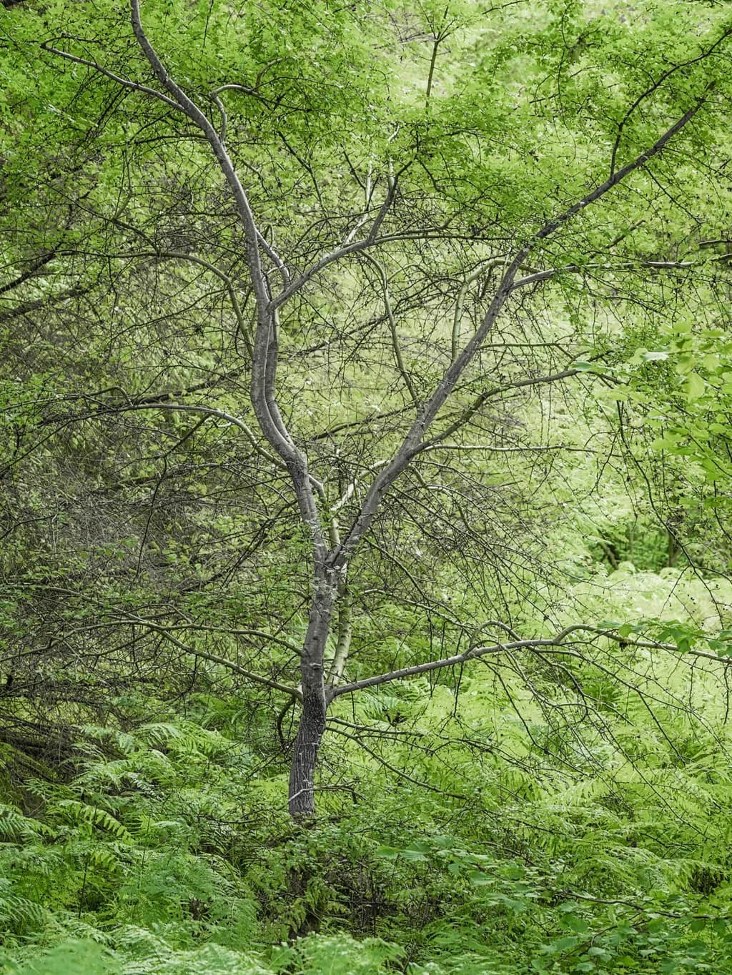 Tree Among Ferns