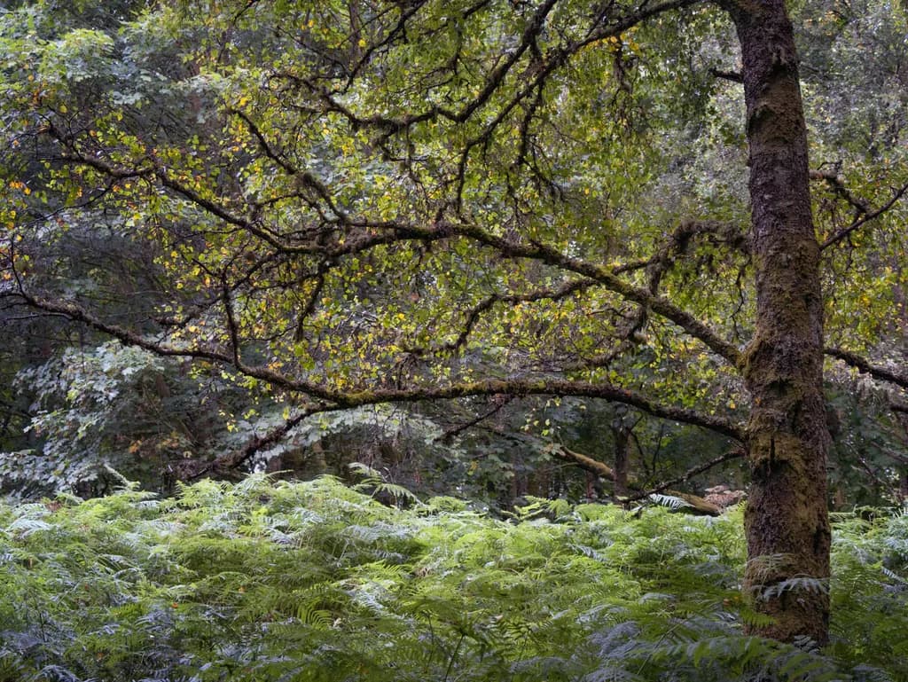 Fernwood Canopy