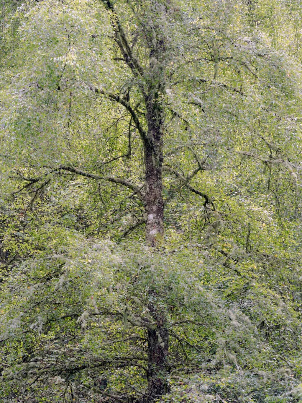 The Listening Tree