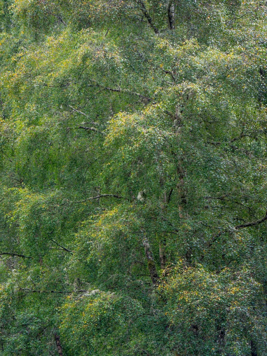 Autumn Woodland Foliage