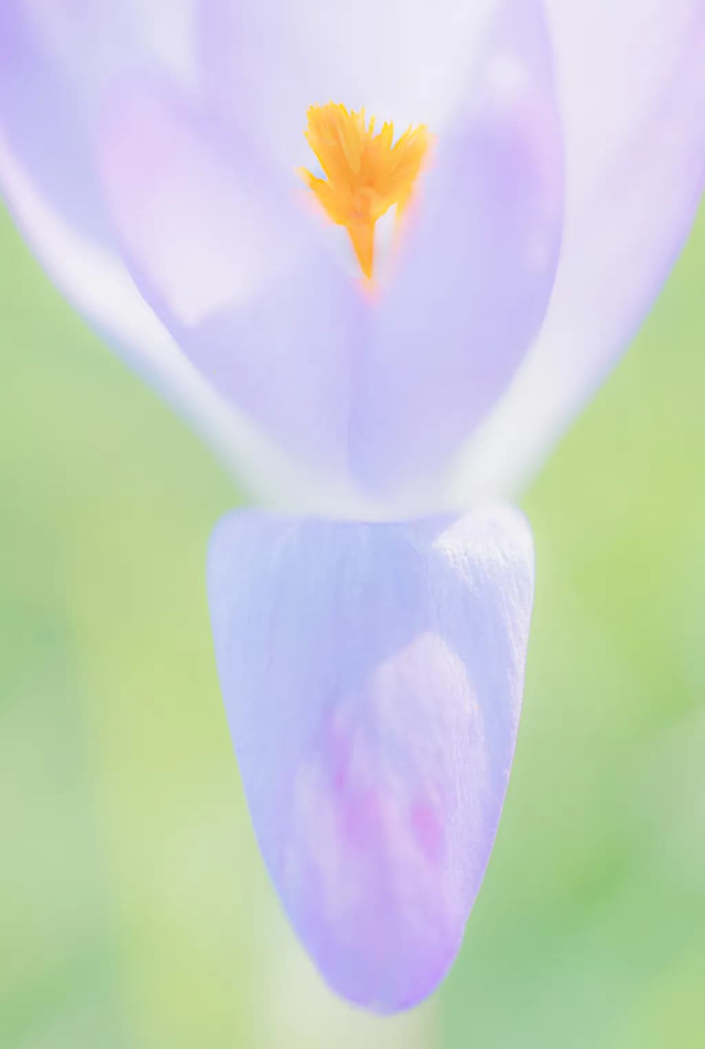 Morning Crocus Glow