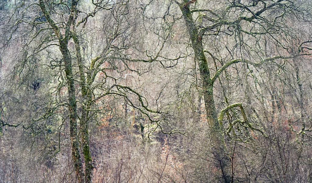 Winter’s Quiet Tapestry