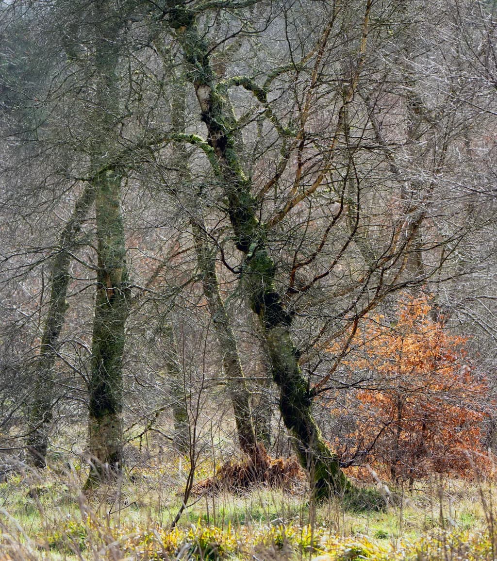 Quiet Winter’s Embrace