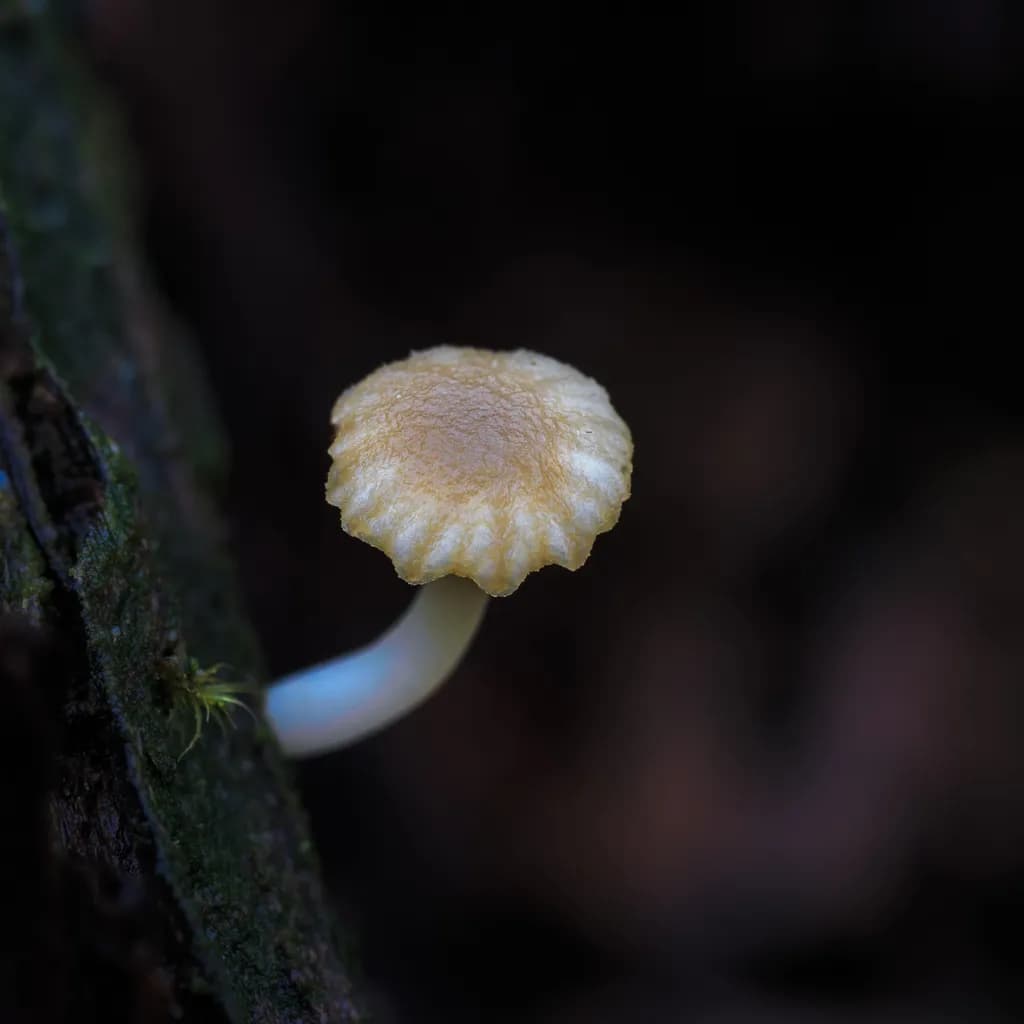 Golden Cap Mushroom