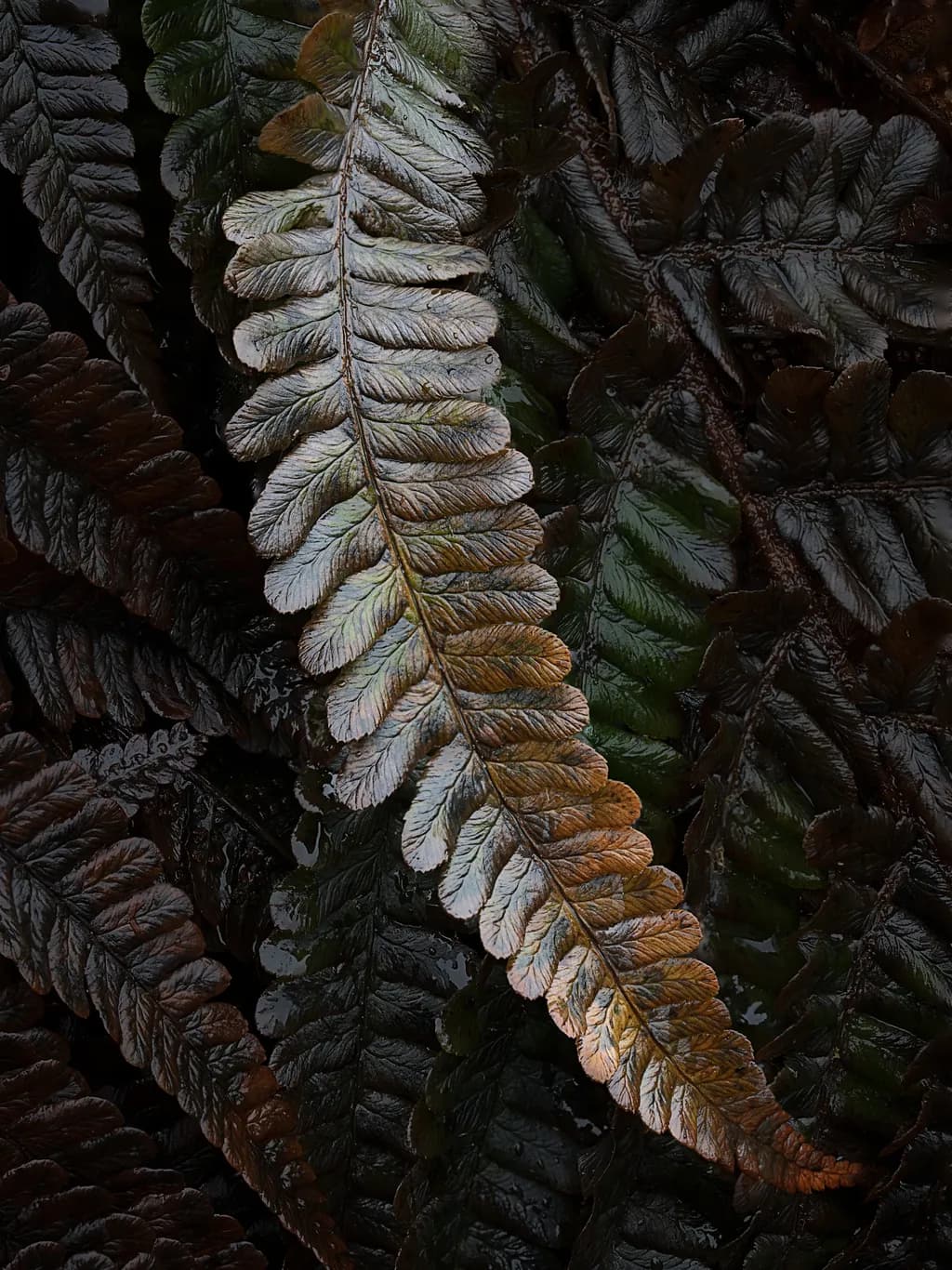 Frosted Fern