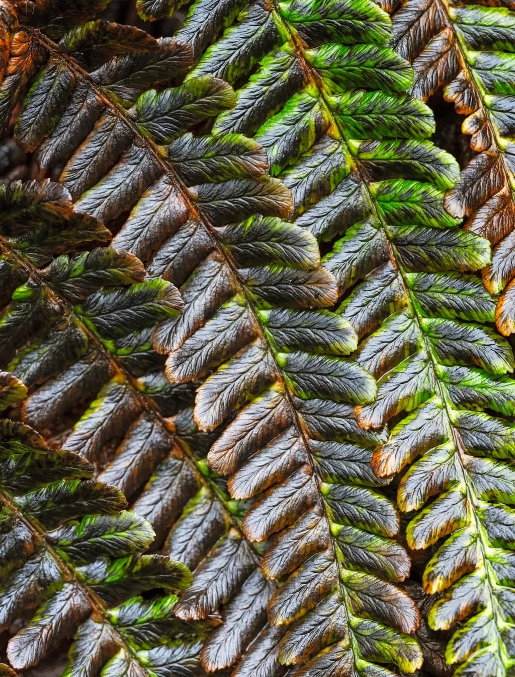 Fading Fern Layers