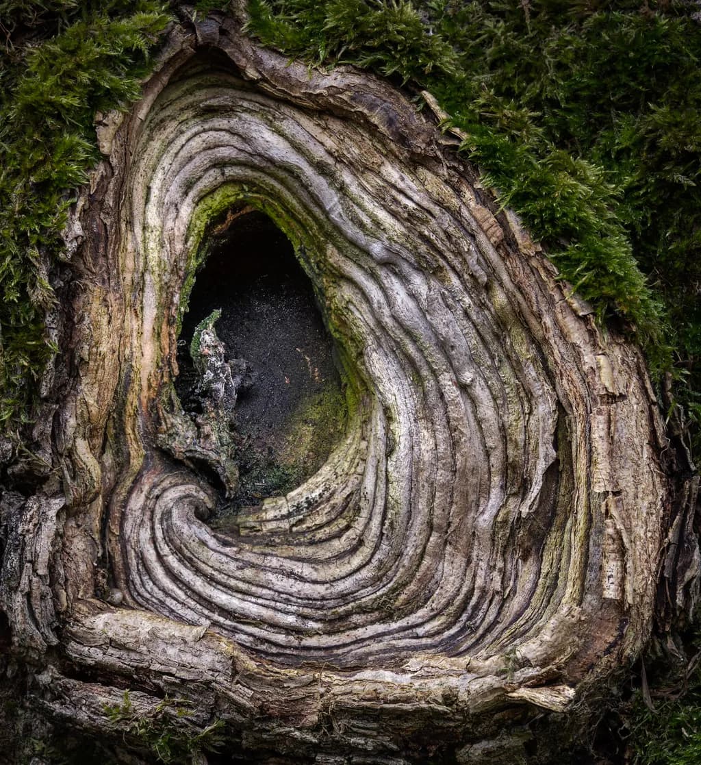 Ancient Tree Hollow