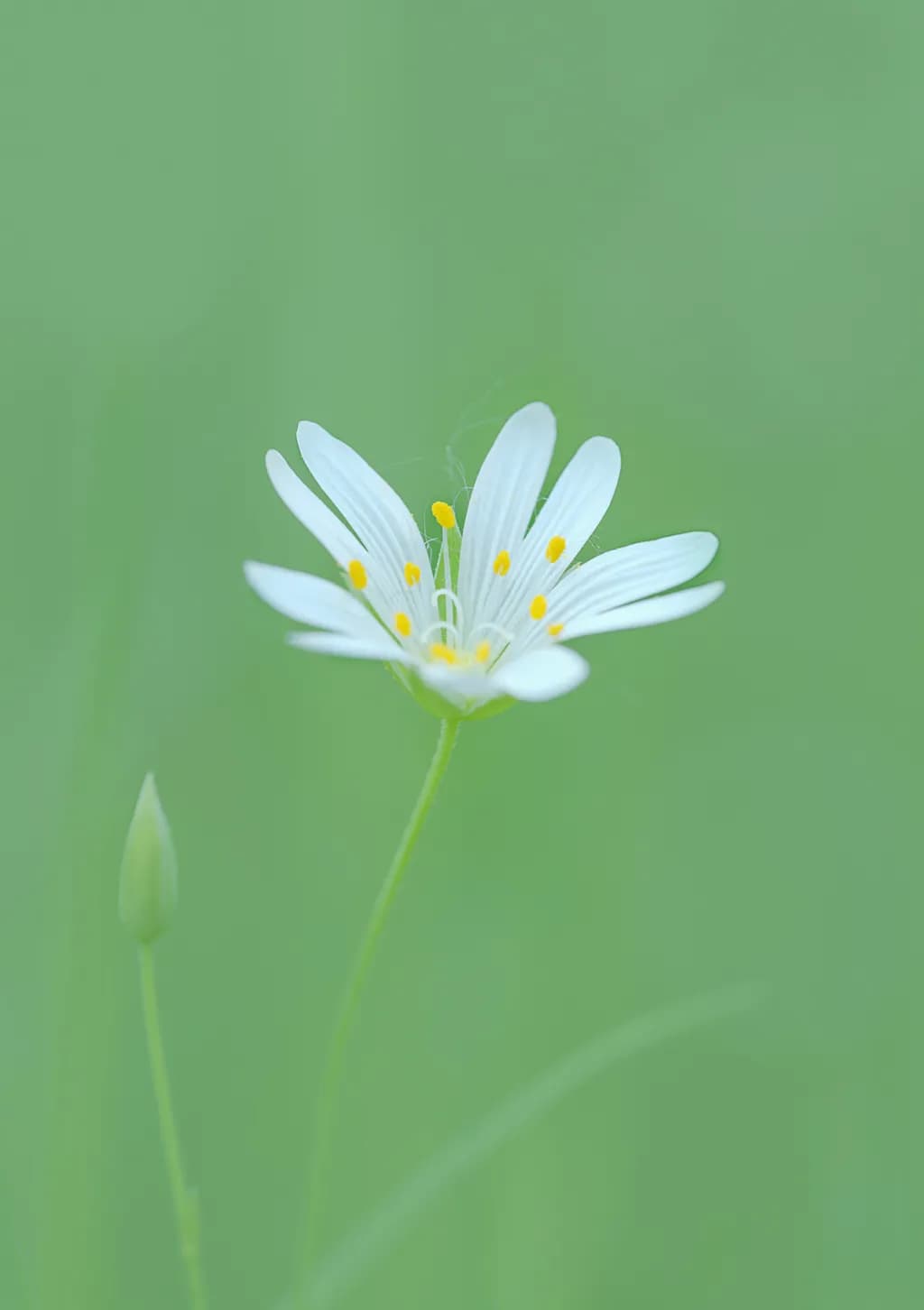 Delicate Bloom