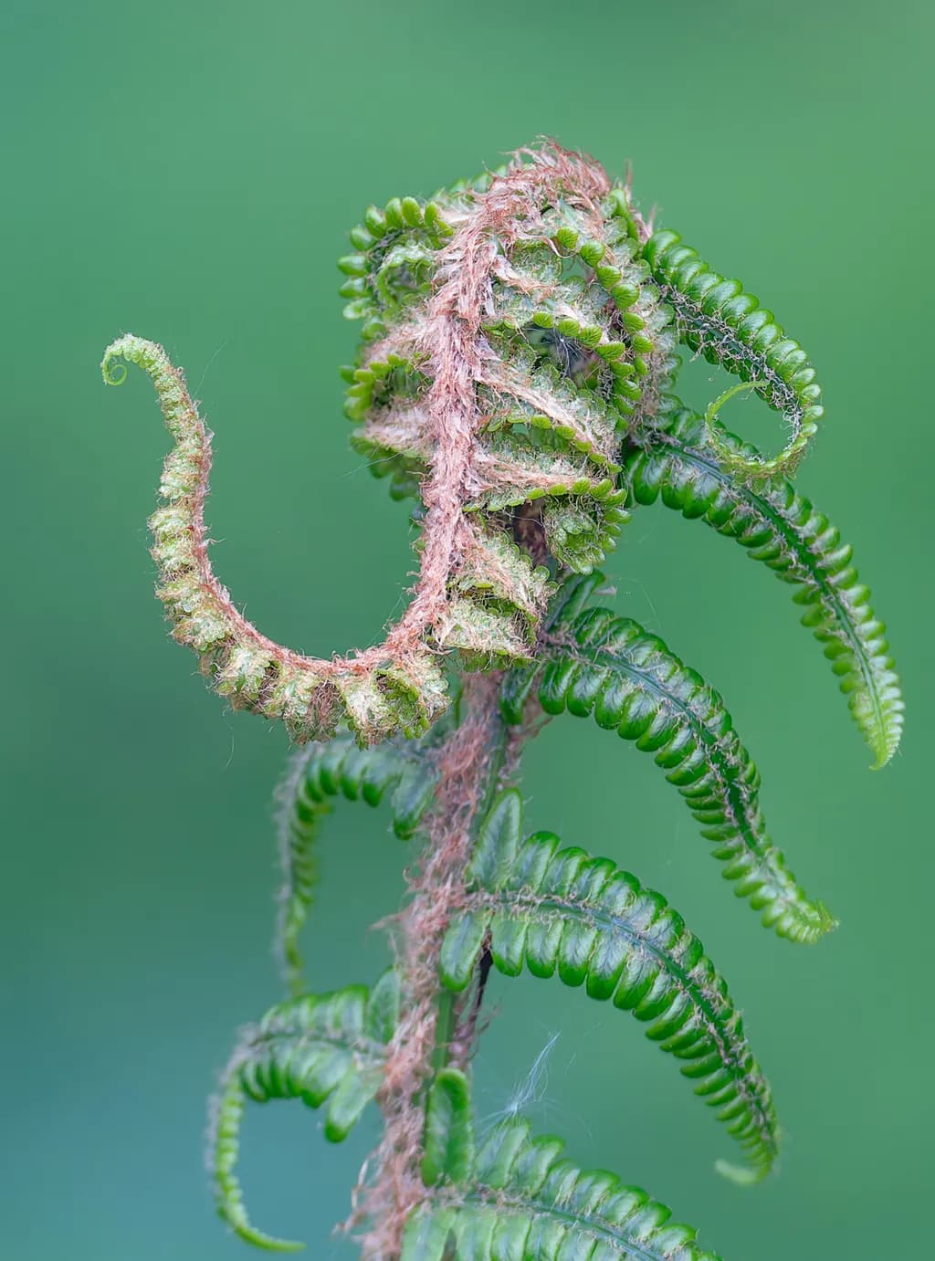 Unfolding Fern