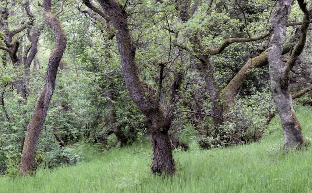 Quiet Grove