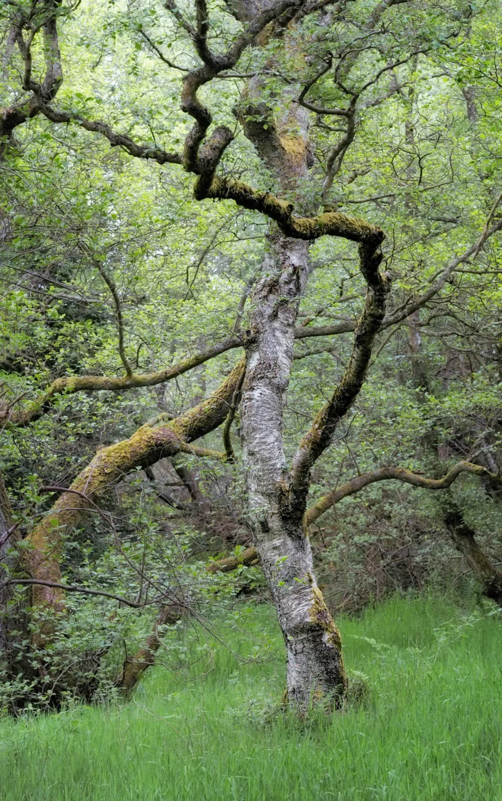 Moss-Kissed Birch