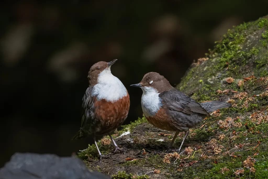 Mossy Perch Conversation