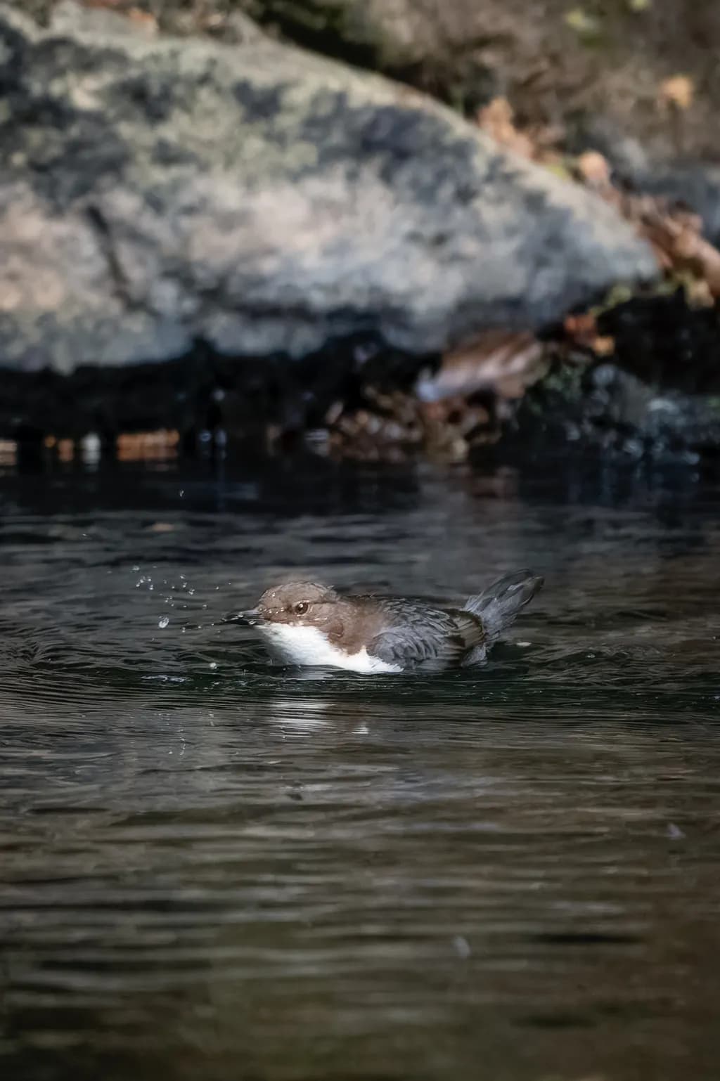 Dipper's Pause