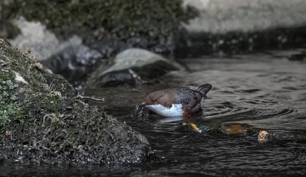 Quiet Stream Companion