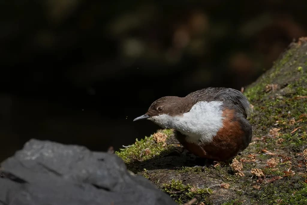 Dipper Pause