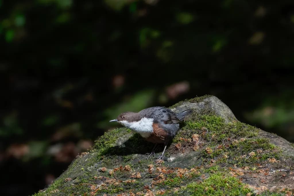 Mossbound Perch