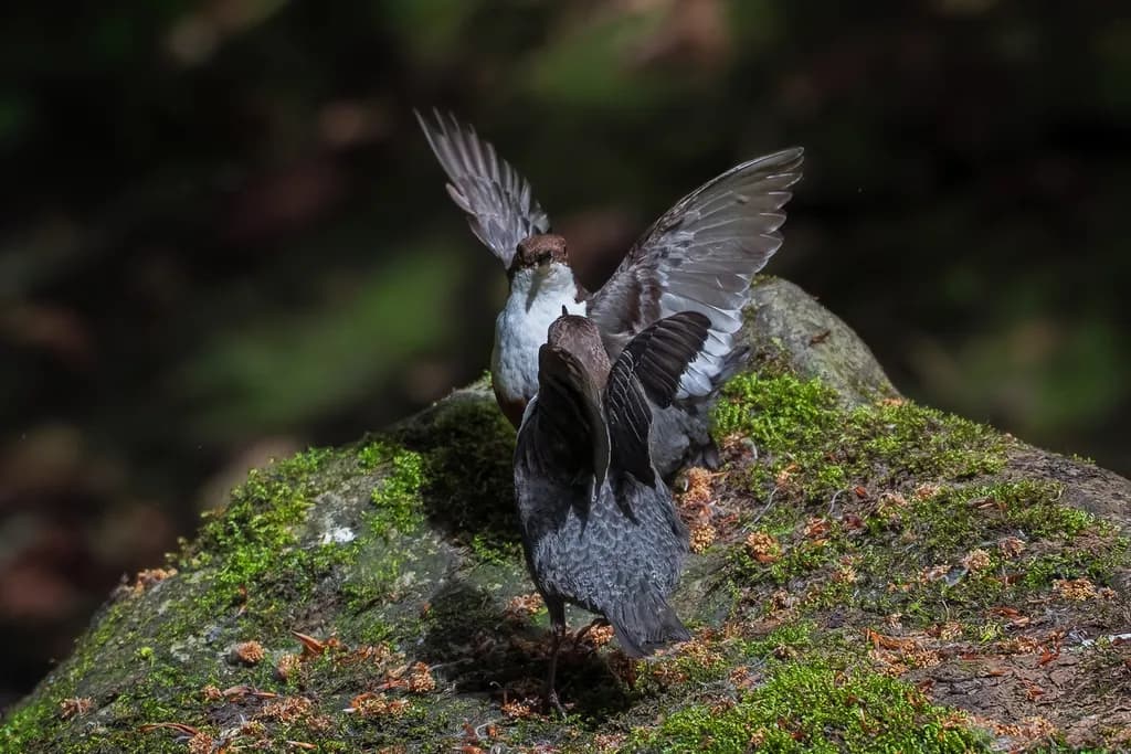 Mossy Rock Encounter