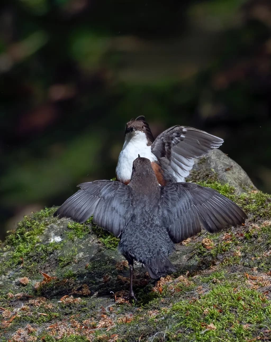 Courtship on Mossy Rock