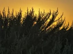Sunset Through Sagebrush