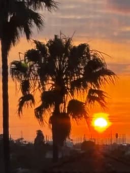 Palm Sunset Silhouette